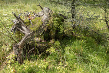 Moss, grass and vegetation in forest in Bucegi National Park