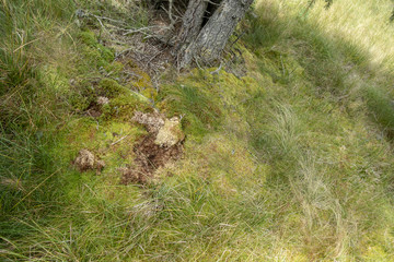 Moss, grass and vegetation in forest in Bucegi National Park