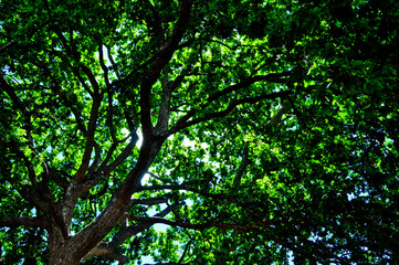 Fototapeta na wymiar Oak Tree Canopy