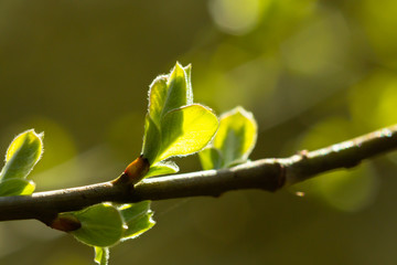 Green young leaves welcome the morning sun