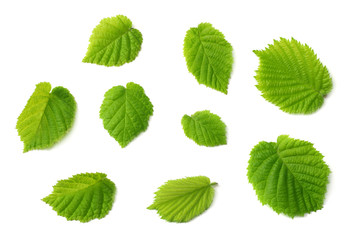 hazelnut leaves isolated on white background. top view