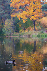 View of the autumn lake with ducks. Nature