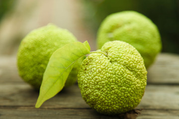 Maclura pomifera, fruit