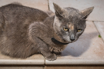 Fototapeta premium Grey Cat in the backyard on tiles, domestic owned cat