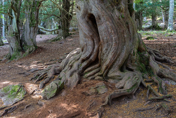 Fototapeta na wymiar Yew-tree forest of Tejeda de Tosande, Palencia province, Spain