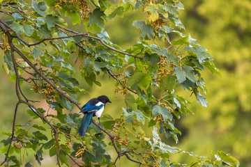 bird on a branch