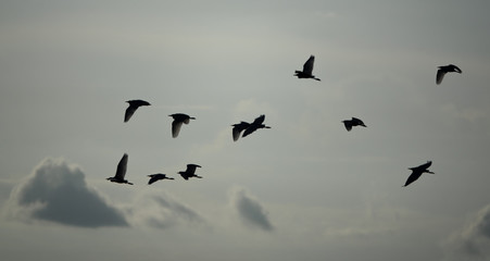 Group of egrets flying at sunset, high contrast