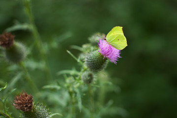 beautiful butterfly lemon lime sits on a flower thistle in the forest