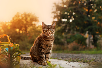 Cat tiger color portrait sits in the rays of sunset © Kate