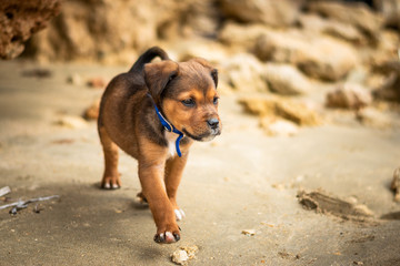 Labrador and Rotwailer mix breed Puppy Dog. Brown and black color walking free with a blue collar on the Beach
