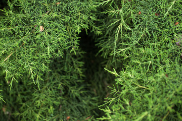 Green beautiful tree in the forest, a background of green tree branches