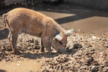 little dirty cute piggy looking for food, rummaging in a puddle