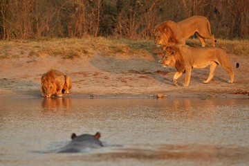 Fototapeta premium Lions with charging hippo in the evening light. Wild animals in the nature habitat. Lions fight against a hippo. Three lion brothers with hippo.