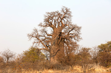Large baobab tree in Botswana