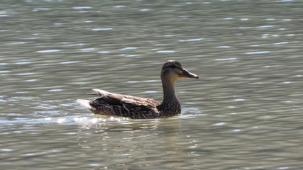 duck in the water