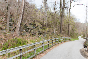 Walking Path in the Woods