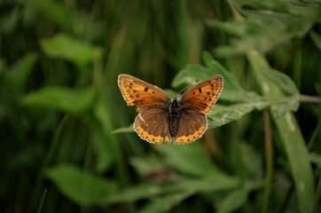 Бабачка красавица.