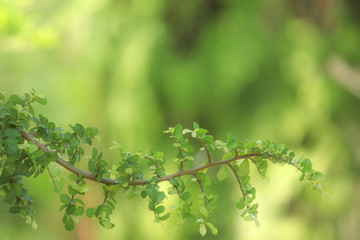 Green leaf and beautifully twisted branches