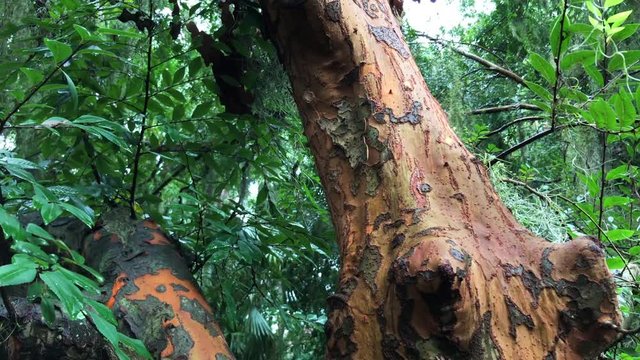 Close up of jungle tree trunk