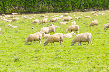 Obraz na płótnie Canvas Sheep on the meadow in the morning at the South Island of New Zealand.
