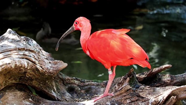 The scarlet ibis (Eudocimus ruber) on a weathered tree on the shore of the pond.