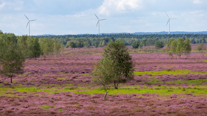 Heide