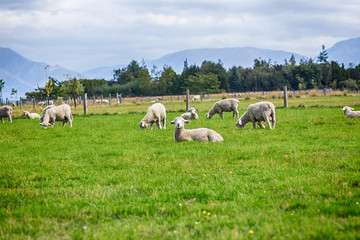 Fototapeta premium Sheep on the meadow in the morning at the South Island of New Zealand.