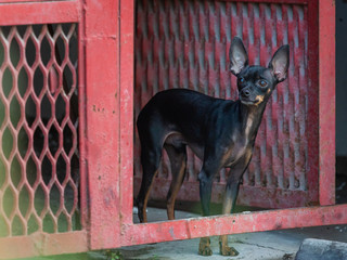 Small decorative brown dog in door. Breed Russian toy-Terrier