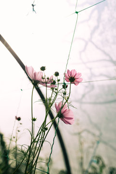 Cosmos