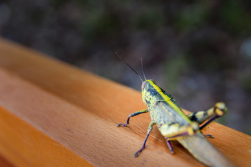 Big green locust on a wooden railing. Grasshopper photo.
