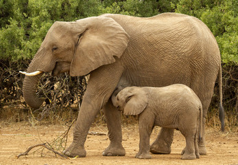 elephants on the move