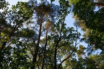 Obraz premium in the forest