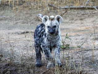 hyena cubs