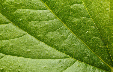 Nettle leaf background