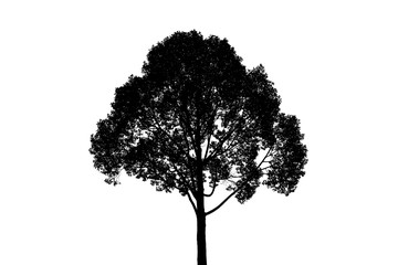 Silhouette of Tree with clipping path on white background for concept.