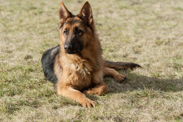 Naklejka premium German shepherd dog