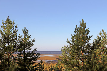 Yagry in Severodvinsk. Unique pine forest. white sea coast. sea tide