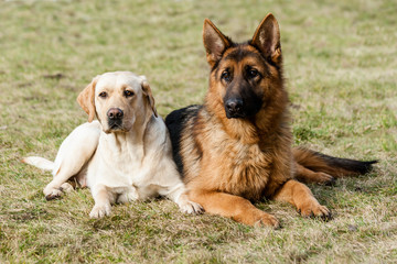 German shepherd and labrador retriever.
