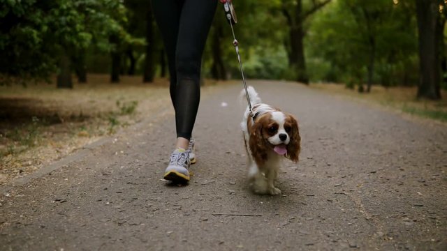 Close up footage of a red and white cavalier king charles spaniel walking in the park with his female owner. Woman in casual clothes and sneakers walking with her pet. No face