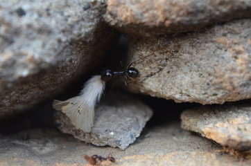 Formica trasporta un fiore