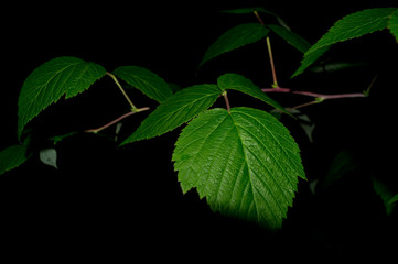 green leaves of the plant at night
