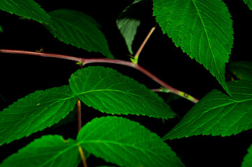 Fototapeta na wymiar green leaves of the plant at night