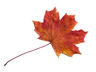 Naklejka na ściany i meble Autumn maple leaf on white background
