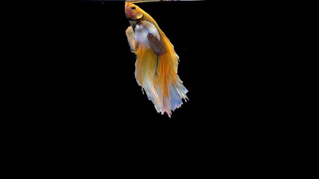Vibrant colourful Siamese fighting fish Betta splendens, also known as Thai Fighting Fish or betta, is a species in the gourami family which is popular as an aquarium fish in super slow motion on blac