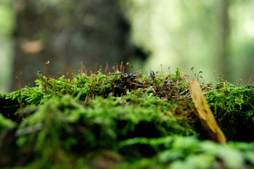 moss close up in the forest