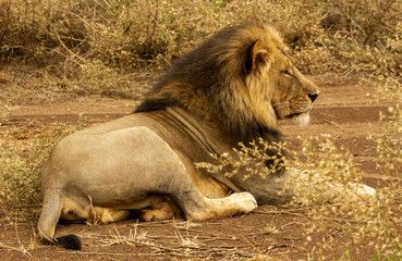 male lion