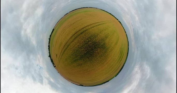 Field with yellow wheat on summer day spherical little planet view panorama 360VR. Spikelets of ripening yellow wheat on farm land.