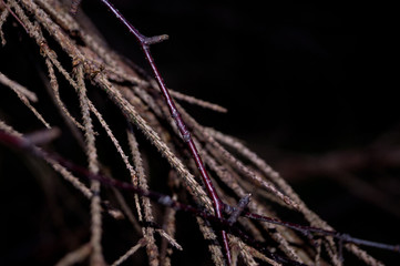 a branch of a tree in the forest