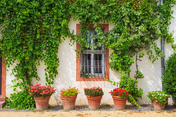 Fototapeta na wymiar Blumen vor einem Haus in Seligenstadt