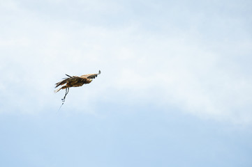Captive golden eagle (aquila chrysaetos) in flight